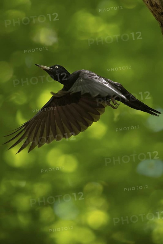 Black woodpecker (Dryocopus martius), adult bird in fast flight through the forest, largest native woodpecker species, woodpecker, requires old trees as habitat for reproduction and foraging, wildlife, native nature, Meerbusch, Rhineland, Lower Rhine, North Rhine-Westphalia, Germany, Western Europe