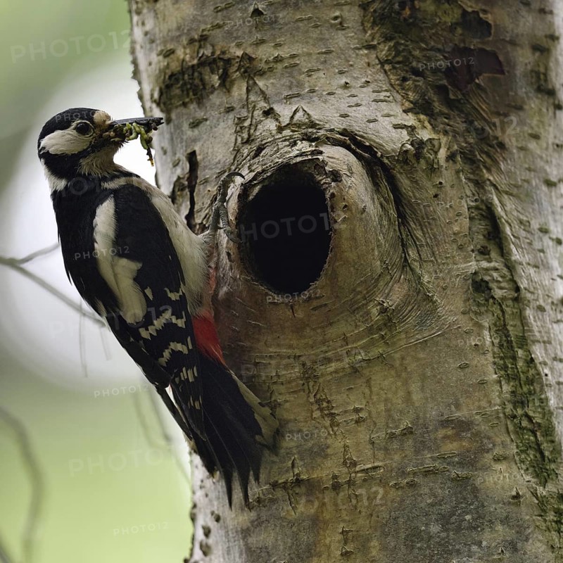 Beak full of food... Great spotted woodpecker (Dendrocopos major) at the breeding cavity, tree cavity, native nature, Meerbusch, Rhineland, Lower Rhine, North Rhine-Westphalia, Germany, Western Europe