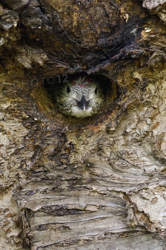 Silent observer... Green woodpecker (Picus viridis), young woodpecker, young woodpecker looks out of its well-hidden, maximally inconspicuous breeding cavity in a wild cherry, frontal shot, funny picture, series animal children, native nature, Meerbusch, Rhineland, Lower Rhine, North Rhine-Westphalia, Germany, Western Europe
