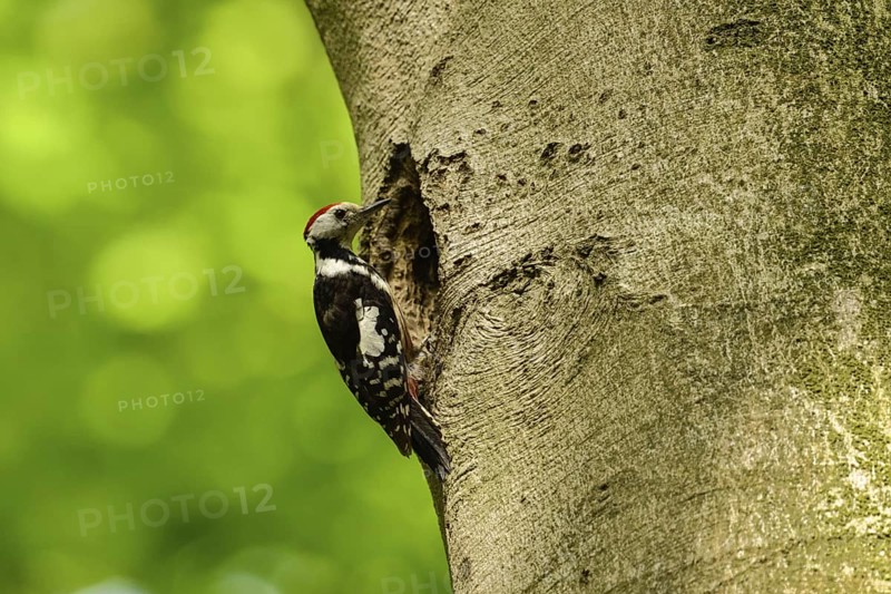 Delusions of grandeur... Middle spotted woodpecker (Leiopicus medius) sitting on an old beech tree, inspecting a black woodpecker cavity, which will be much too big for him as a breeding cavity, is funny to look at, local nature, Meerbusch, Rhineland, Lower Rhine, North Rhine-Westphalia, Germany, Western Europe