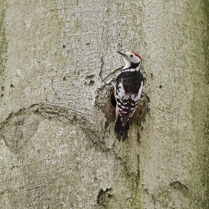 Middle spotted woodpecker (Leiopicus medius) on the trunk of an old copper beech in front of a woodpecker cavity, native nature, Meerbusch, Rhineland, Lower Rhine, North Rhine-Westphalia, Germany, Western Europe
