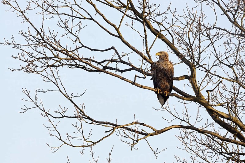 In the tree... White-tailed eagle (Haliaeetus albicilla), our largest native eagle, adult bird, sitting high up in a tree, observing the surroundings with a razor-sharp gaze, typical observation, clear light, very detailed, native nature, Mecklenburg-Vorpommern, Germany, Western Europe