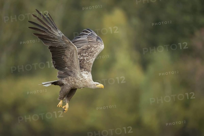 On large, broad wings... White-tailed eagle (Haliaeetus albicilla), mighty bird of prey, adult eagle flies with powerful wing beats and sharp gaze along a forest edge, clear light, very detailed, native nature, Mecklenburg-Western Pomerania, Germany, Western Europe