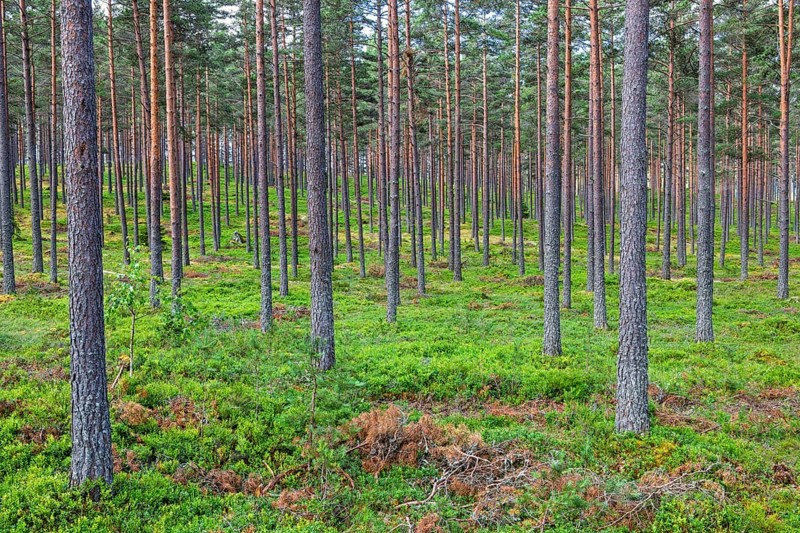 Pine forest with green blueberry bushes on the ground in summer