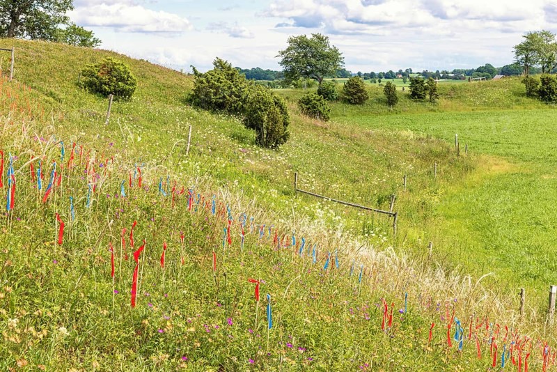 Feather grass (Stipa pennata) plants marked with flags by botanist for research in a nature reserve, Falköping, Sweden