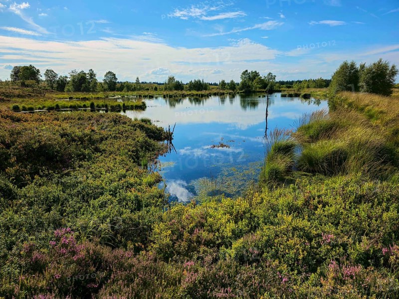 A calm moor lake reflects the blue sky with clouds, surrounded by green nature, summer, High Fens, Eifel National Park, MÃ¼tzenich, Waimes, LiÃ¨ge, Belgium