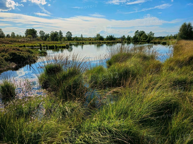 Lush grasses grow on the shore of a reflecting moor lake under a blue sky, summer, High Fens, Eifel National Park, MÃ¼tzenich, Waimes, LiÃ¨ge, Belgium