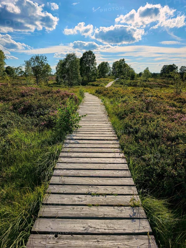 A wooden path leads through a blooming heath landscape under a sunny sky, summer, High Fens, Eifel National Park, MÃ¼tzenich, Waimes, LiÃ¨ge, Belgium