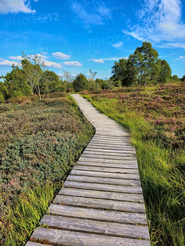 A winding wooden path runs through a heath, wooded landscape, summer, High Fens, Eifel National Park, MÃ¼tzenich, Waimes, LiÃ¨ge, Belgium