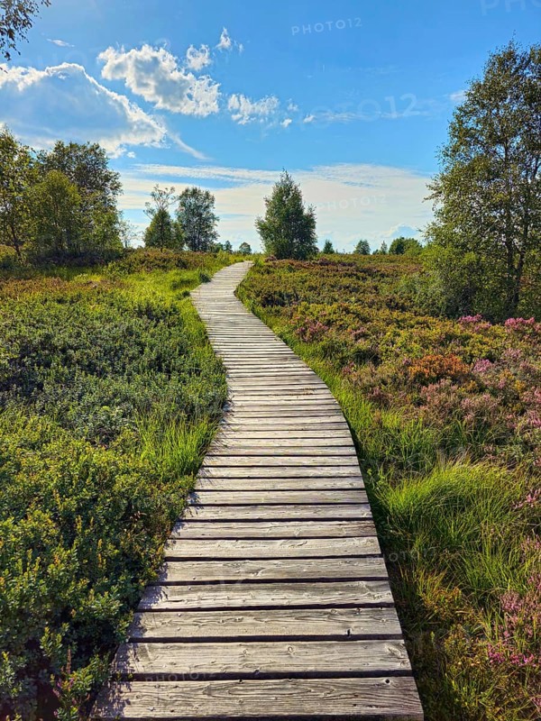 A wooden path winds through a colourful heath landscape and trees under a blue sky, summer, High Fens, Eifel National Park, MÃ¼tzenich, Waimes, LiÃ¨ge, Belgium