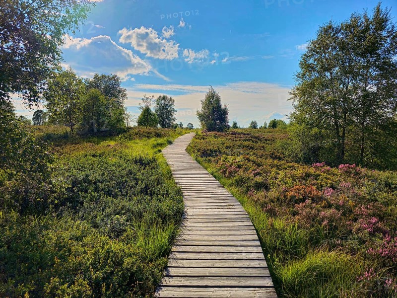 A wooden path stretches through an idyllic heath landscape with trees under a blue sky, summer, High Fens, Eifel National Park, MÃ¼tzenich, Waimes, LiÃ¨ge, Belgium