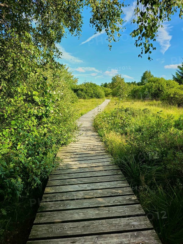 A wooden path leads through dense vegetation with trees and bushes under a blue sky, summer, High Fens, Eifel National Park, MÃ¼tzenich, Waimes, LiÃ¨ge, Belgium