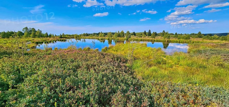 A tranquil landscape with a moor pond and reflecting clouds, lined with green vegetation, summer, High Fens, Eifel National Park, MÃ¼tzenich, Waimes, LiÃ¨ge, Belgium