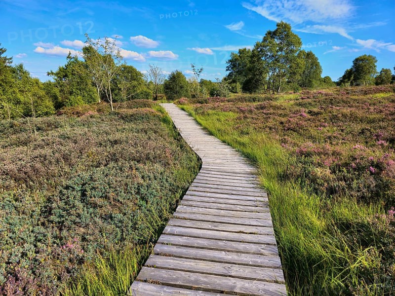 A wooden path winds through a flowering and heather landscape under a blue sky, summer, High Fens, Eifel National Park, MÃ¼tzenich, Waimes, LiÃ¨ge, Belgium