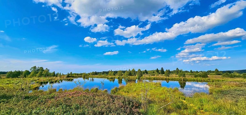 A quiet moor pond reflecting the clouds of the sky, embedded in a green landscape, summer, High Fens, Eifel National Park, MÃ¼tzenich, Waimes, LiÃ¨ge, Belgium