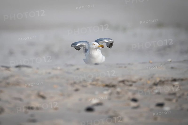 A seagull takes flight near Hvide Sande, North Sea, Denmark