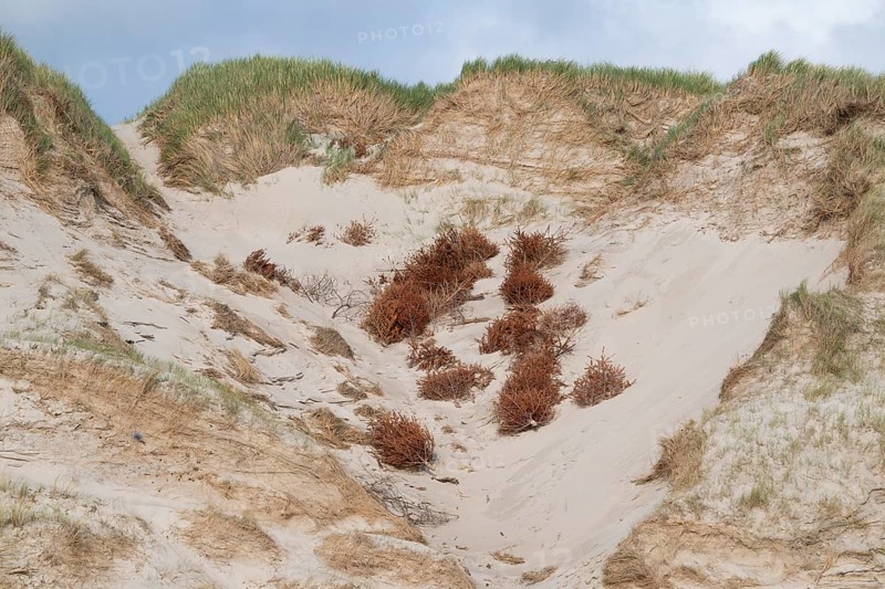Sand dune with grass dead trees for dune protection, near Hvide Sande, North Sea, Denmark
