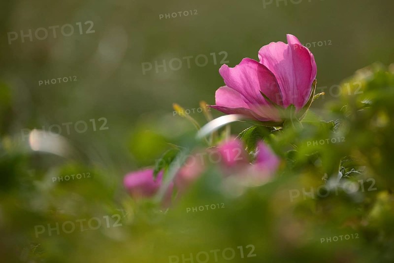 Close-up of a dog rose (Rosa canina), RingkÃ¸bing Fjord, Denmark