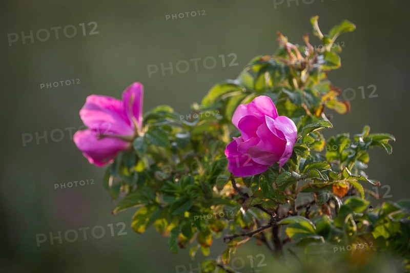 Dog rose (Rosa canina), RingkÃ¸bing Fjord, Denmark