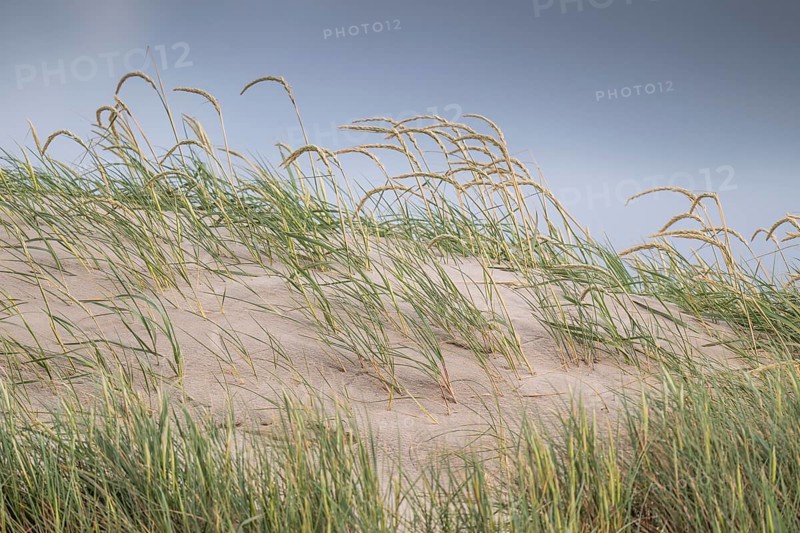 Tall grasses bend in the wind on a sandy dune under a blue sky, near Hvide Sande, Jutland, Denmark