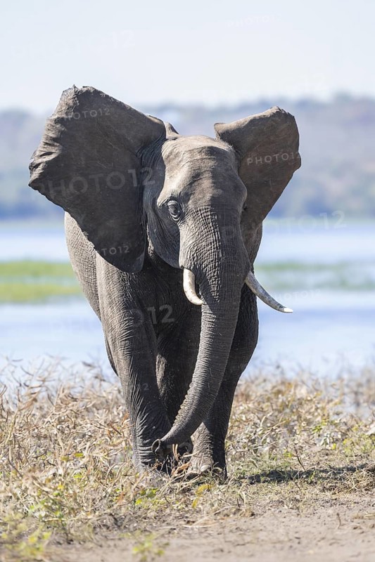 African elephant (Loxodonta africana) walking with ears spread wide in front of the Chobe River, Botswana. The river forms a calm backdrop as the elephant strides across open land. Chobe National Park, Botswana