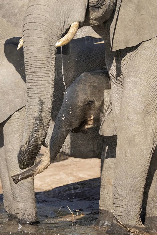 African elephants (Loxodonta africana) standing closely together with a baby elephant's face framed between them. Warm golden light highlights the scene, and water drips gently from one of the adult's mouths or trunks