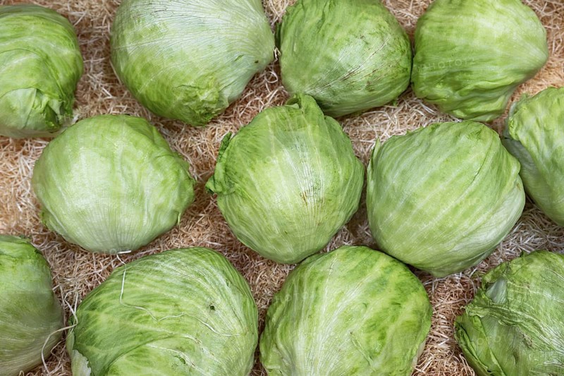 Iceberg lettuce