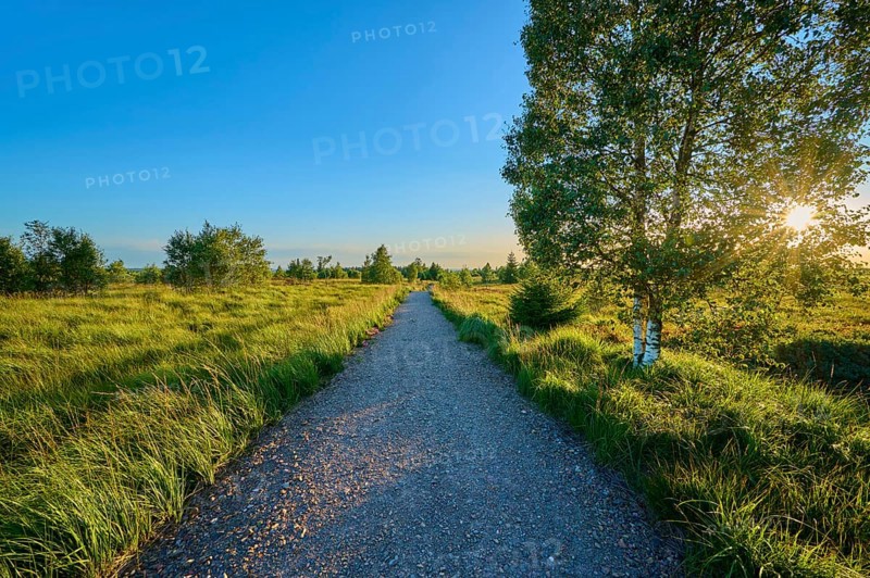 A gravel path leads through a green field, flanked by trees under a clear blue sky in the sunlight, High Fens, Eifel, LiÃ¨ge, Belgium