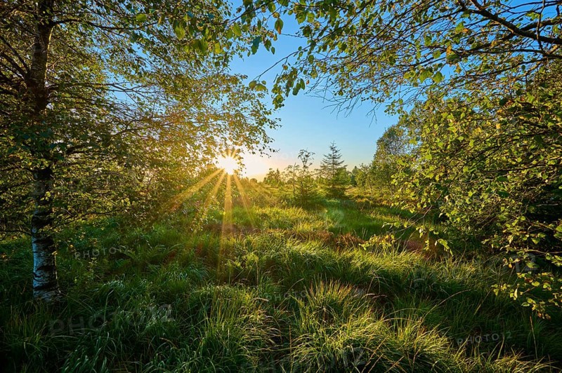 Rays of sunlight shine through trees and leaves onto a green forest clearing and create a peaceful atmosphere, High Fens, Eifel, LiÃ¨ge, Belgium