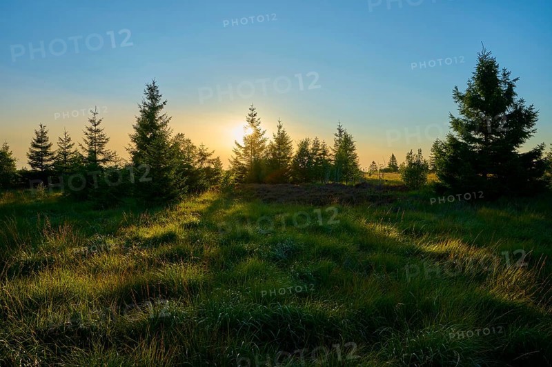 Sunset behind fir trees stretches across a wide grassy landscape and bathes the scene in warm colours, High Fens, Eifel, LiÃ¨ge, Belgium