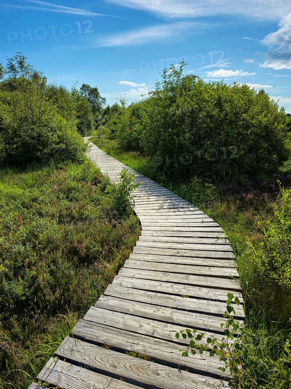 A winding wooden path winds through a green landscape in sunny weather, summer, High Fens, Eifel National Park, MÃ¼tzenich, Waimes, LiÃ¨ge, Belgium
