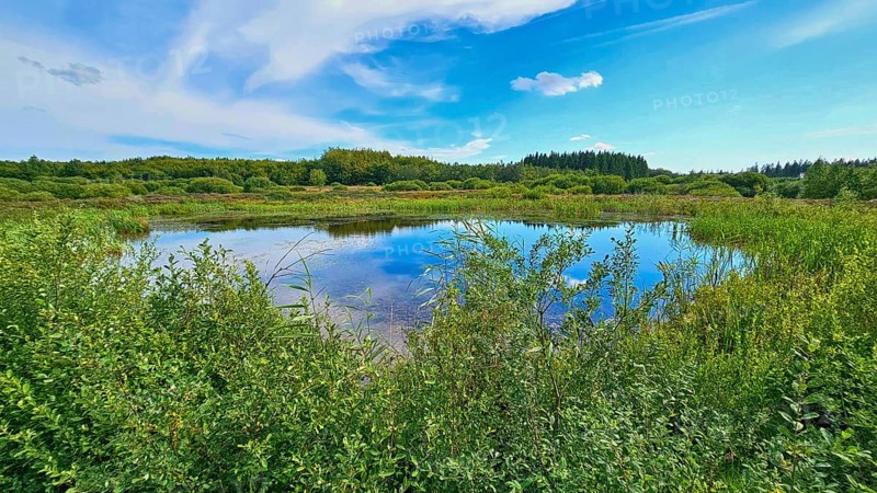 A quiet moor lake surrounded by green vegetation under a blue sky, summer, High Fens, Eifel National Park, MÃ¼tzenich, Waimes, LiÃ¨ge, Belgium
