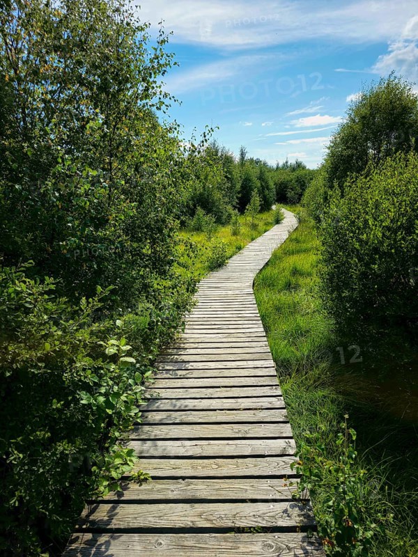 A wooden path winds through dense vegetation under a sunny sky, summer, High Fens, Eifel National Park, MÃ¼tzenich, Waimes, LiÃ¨ge, Belgium