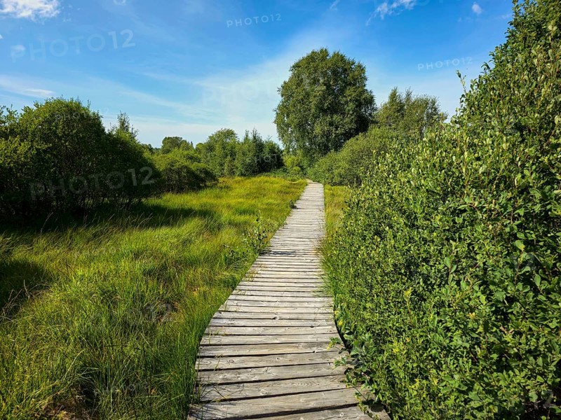 A wooden path runs through green fields with trees under a clear sky, summer, High Fens, Eifel National Park, MÃ¼tzenich, Waimes, LiÃ¨ge, Belgium