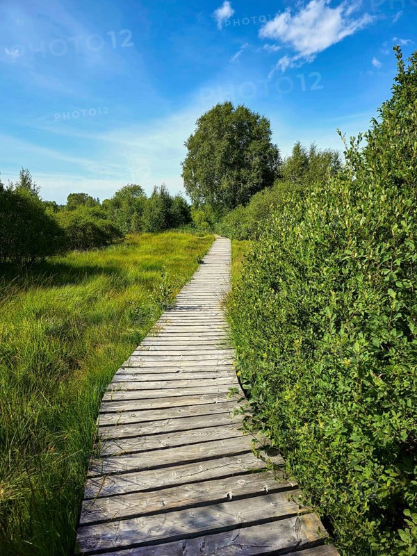 A wooden path leads through a grassy landscape in sunny weather, summer, High Fens, Eifel National Park, MÃ¼tzenich, Waimes, LiÃ¨ge, Belgium