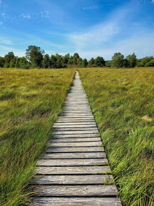 A wooden footbridge leads through a green meadow under a clear blue sky, summer, High Fens, Eifel National Park, MÃ¼tzenich, Waimes, LiÃ¨ge, Belgium