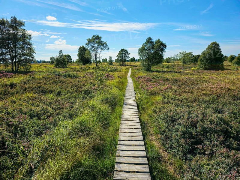 A wooden path winds through a moorland landscape under a blue sky, summer, High Fens, Eifel National Park, MÃ¼tzenich, Waimes, LiÃ¨ge, Belgium