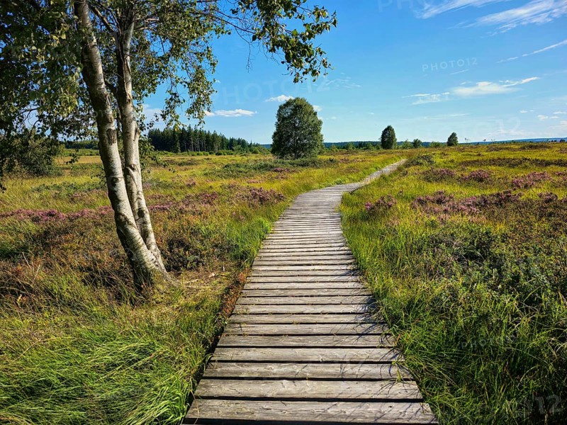 A winding wooden path under a blue sky, surrounded by heathland and trees, summer, High Fens, Eifel National Park, MÃ¼tzenich, Waimes, LiÃ¨ge, Belgium