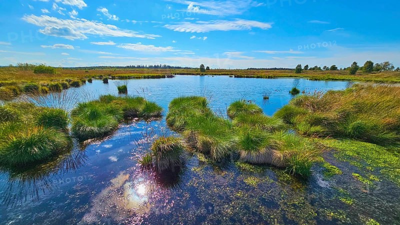 A calm moor lake under a blue sky with light clouds, summer, High Fens, Eifel National Park, MÃ¼tzenich, Waimes, LiÃ¨ge, Belgium