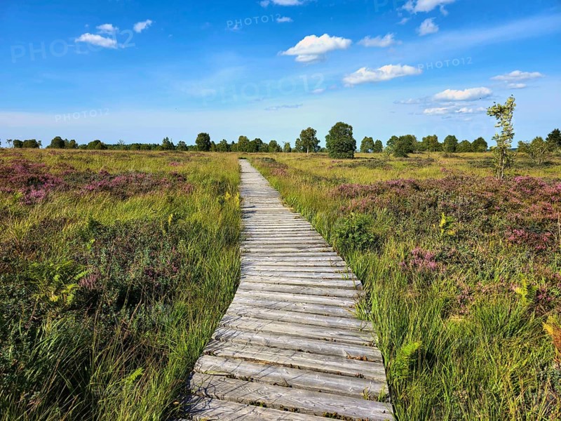 Winding wooden path amidst green meadows and heather under a white-blue sky, summer, High Fens, Eifel National Park, MÃ¼tzenich, Waimes, LiÃ¨ge, Belgium