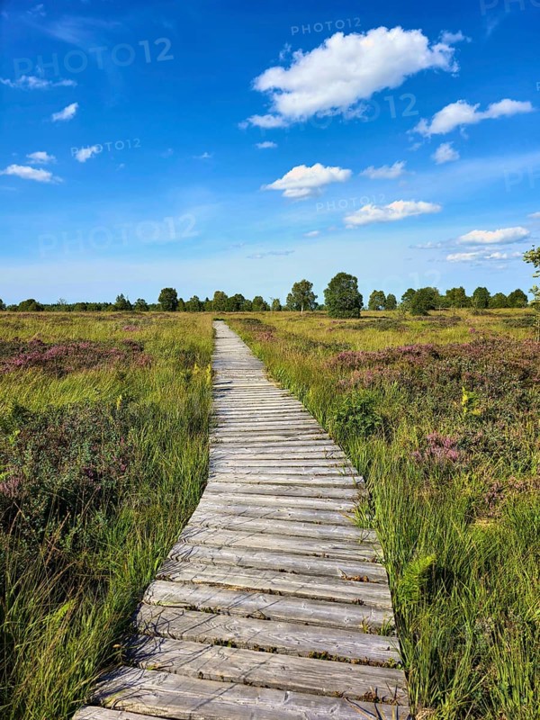 Wooden path winds through a green moor landscape with purple heather fields and blue sky, summer, High Fens, Eifel National Park, MÃ¼tzenich, Waimes, LiÃ¨ge, Belgium