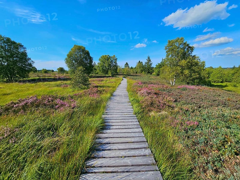 Straight wooden path leads through heather-covered landscape with surrounding trees and blue sky, summer, High Fens, Eifel National Park, MÃ¼tzenich, Waimes, LiÃ¨ge, Belgium