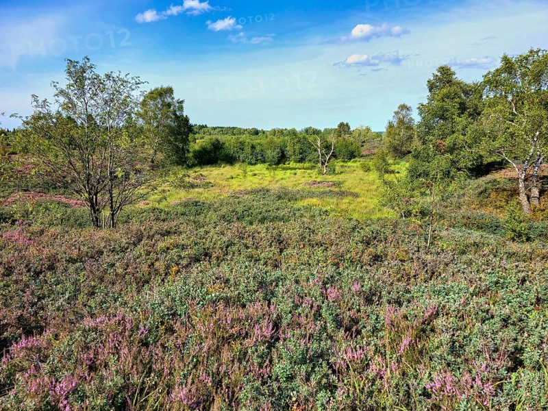 Vast heath landscape with purple heather flowers and green trees under a blue sky, summer, High Fens, Eifel National Park, MÃ¼tzenich, Waimes, LiÃ¨ge, Belgium