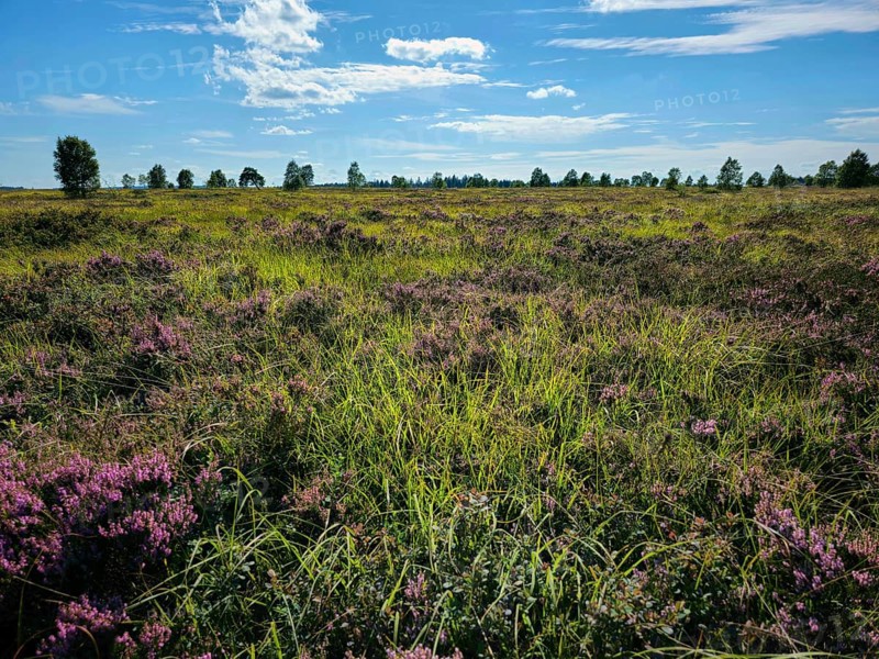 Dense area of heather and meadow under a wide blue sky, summer, High Fens, Eifel National Park, MÃ¼tzenich, Waimes, LiÃ¨ge, Belgium