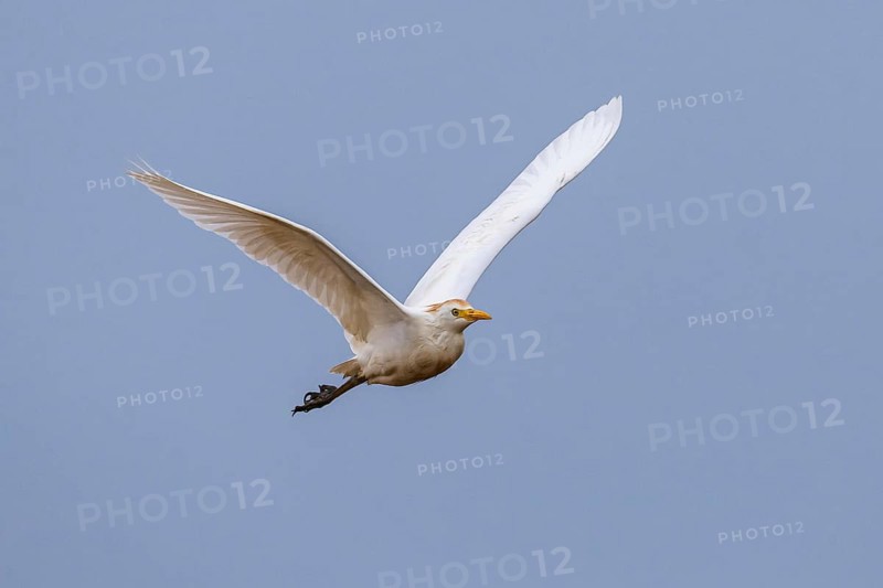 Cattle Egret, Bubulcus Ibis, bird in a flight