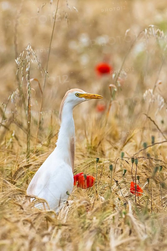 Cattle Egret, Bubulcus Ibis, bird in a field of grain and Red poppies