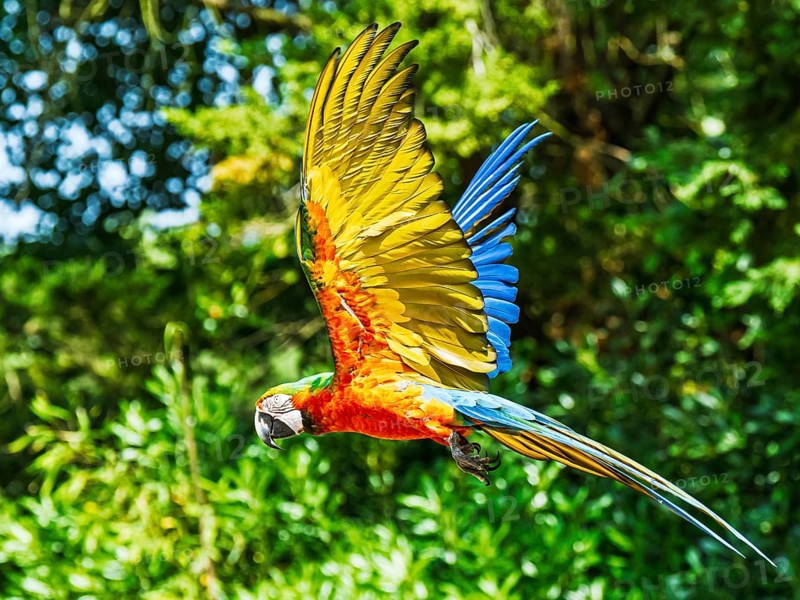 Scarlet macaw, Ara macao, bird in flight