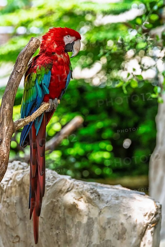 Red-and-green macaw, Ara chloropterus