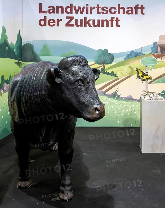 Swiss Black Angus cattle breeding exhibition stand