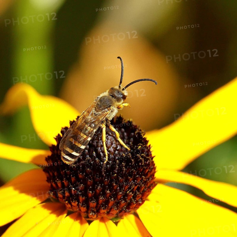 Yellow-banded furrow bee (Halictus scabiosae), on yellow coneflower (Echinacea paradoxa), Wilnsdorf, North Rhine-Westphalia, Germany